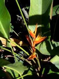 Tortola, Park in Road Town