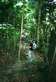 Tortola, besuch des Sage Mountain Nationalparks