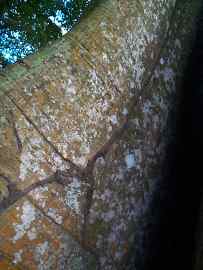 gesch&uuml;tzter Termitenwanderweg