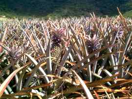 Besuch auf einer Ananasplantage