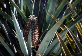 Besuch auf einer Ananasplantage
