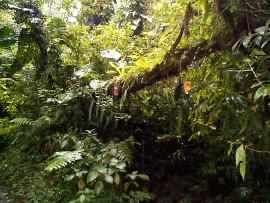 Besuch der Carbet-Wasserf&auml;lle