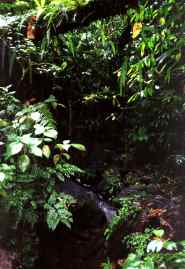 Besuch der Carbet-Wasserf&auml;lle