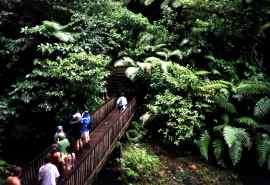Besuch der Carbet-Wasserf&auml;lle