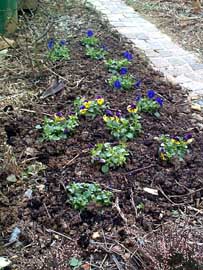 Stiefm&uuml;tterchen, 300 kB