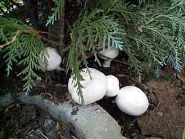 Eigene Pilzzucht im Gartenzaun, 186 kB