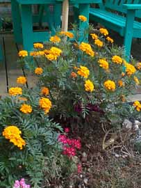 Tagetes, 207 kB
