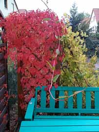 Russischer Wein, 199 kB