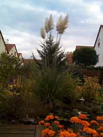 Pampasgras im Oktober, 130 kB