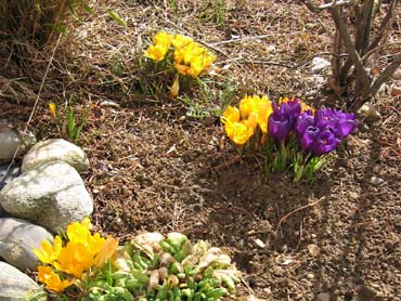 Krokus Mitte M&auml;rz