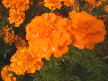 gh2003ier Express, 120 kB