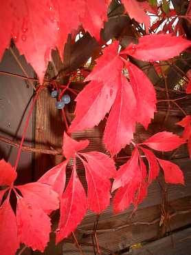 gh2003ier Express, 106 kB