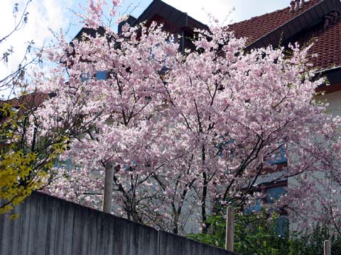 Blühender Baum
