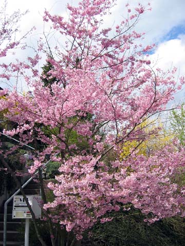 Rosa und gelbe Bl&uuml;ten